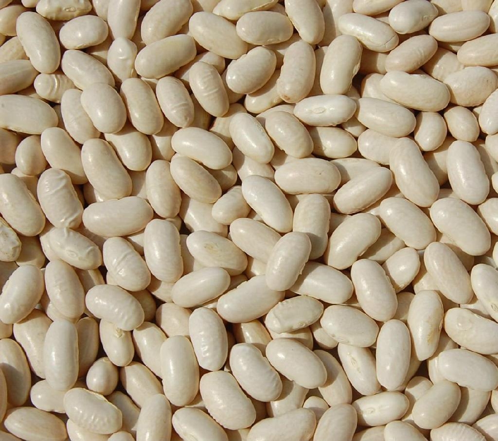 White_Kidney_Beans_Baishake